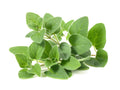 Oregano